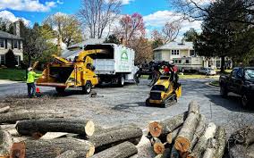 How Our Tree Care Process Works  in  Eastland, TX