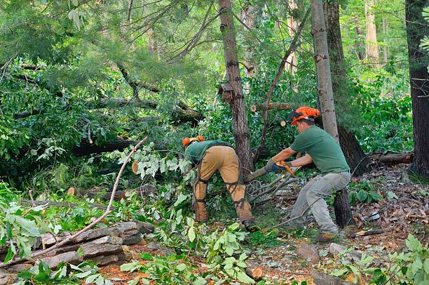 Professional Tree Services in Eastland, TX