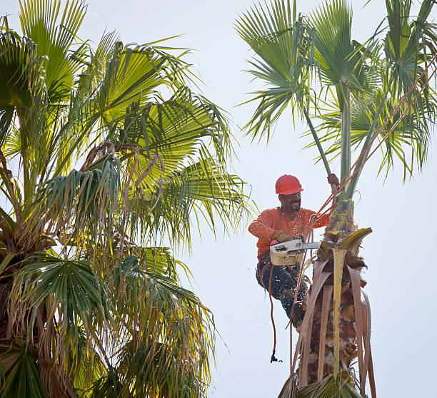 Best Tree Cabling and Bracing  in Eastland, TX